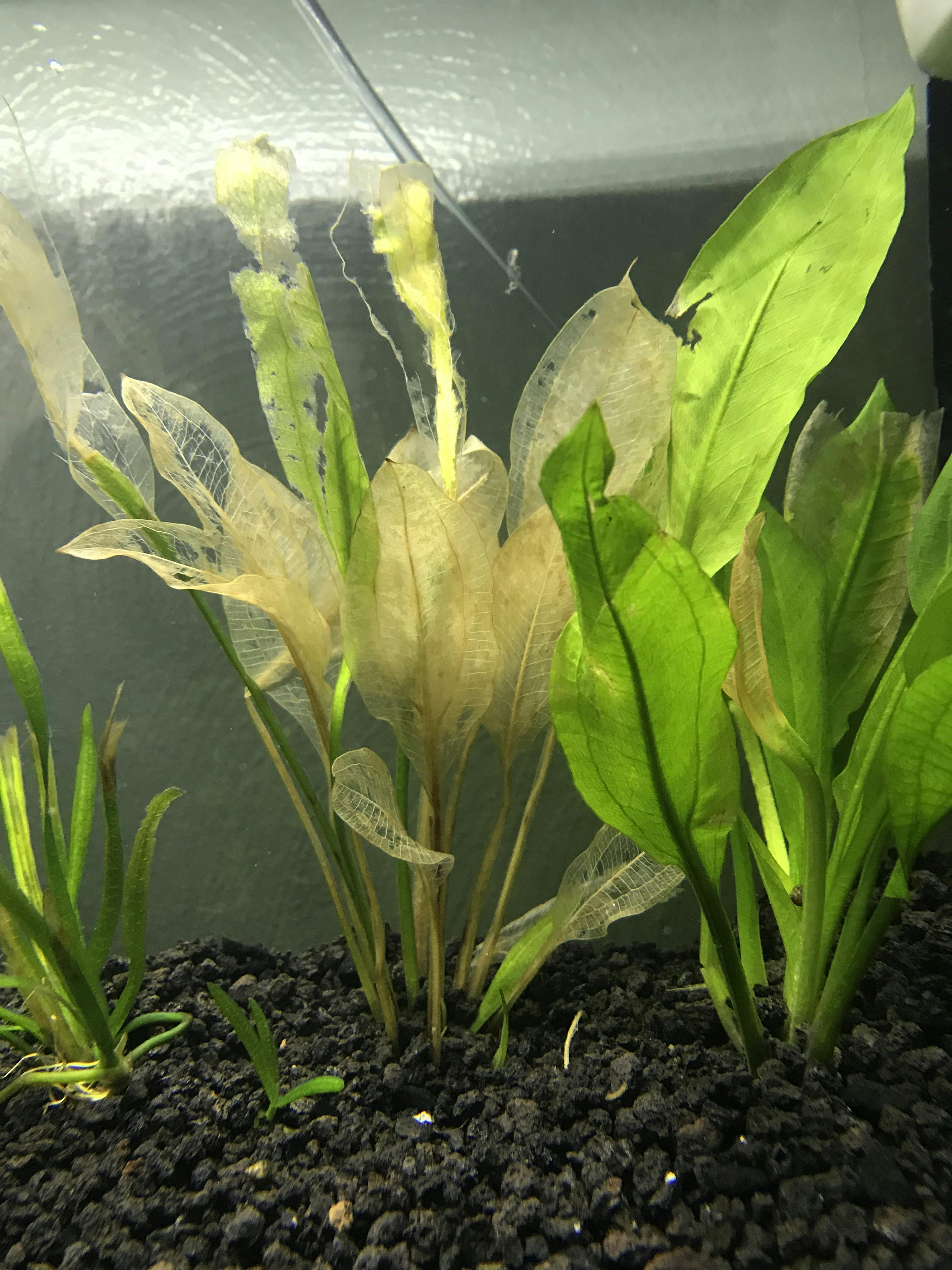 Aquarium CoOp Amazon Sword